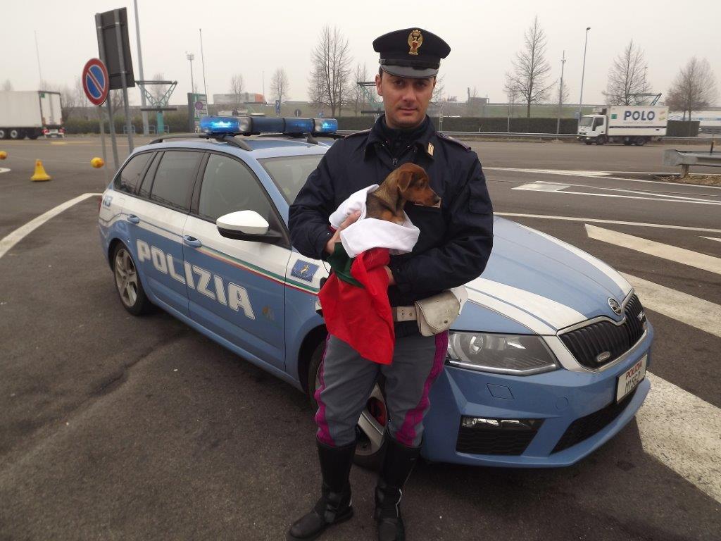 Cagnolina di 4 mesi salvata in autostrada dalla polizia.