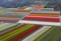 Campi tulipani Lisse - Lisse - 29-01-2011 - I campi di tulipani di Lisse un'opera d'arte contemporanea nel cuore dell'Olanda