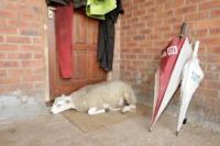 Jack - Market Drayton - 23-09-2011 - Storia di Jack, la pecora che si crede un cane pastore