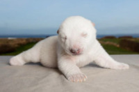 Siku - Kolind - 23-12-2011 - Siku, il cucciolo di orso polare salvato in Danimarca