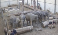 Lola - Monaco - 31-01-2012 - Germania: la morte dell'elefantina Lola commuove l'Hellabrunn Zoo di Monaco