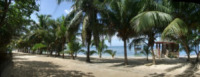 Palm Trees - Honduras - 29-03-2012 - Honduras