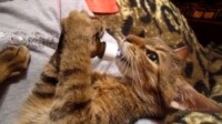 Gatto - 10-04-2012 - Russia: ecco il cucciolo di gatto che impazzisce per le medicine