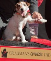 Uggie - Los Angeles - 25-06-2012 - Uggie, star di The Artist, diventa il primo cane a lasciare l'impronta al Grauman's Chinese Theatre