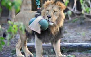 Leone Asiatico - Londra - 12-12-2012 - Tanti auguri dallo Zoo di Londra!