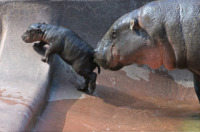 Ippopotamo - 12-12-2012 - Il Lowry Park Zoo ha un nuovo inquilino