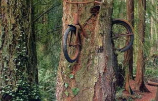 Albero - Washington: il mistero della bici nell'albero