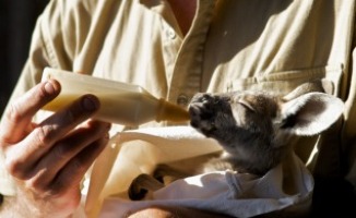 Chris Barns - Australia - 23-01-2013 - Kangaroo Dundee, una vita dedicata ai marsupiali