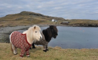 Vitamin, Fivla - Scozia - 25-01-2013 - In Scozia anche i pony escono in cardigan