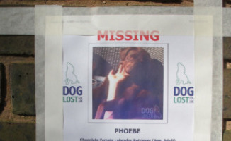 Cane Emma Bunton - Londra - 05-02-2013 - Emma Bunton ha bisogno di aiuto per trovare la sua Phoebe