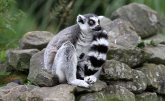 Lemur - Whipsnade - 07-02-2013 - Un lemure molto vanitoso
