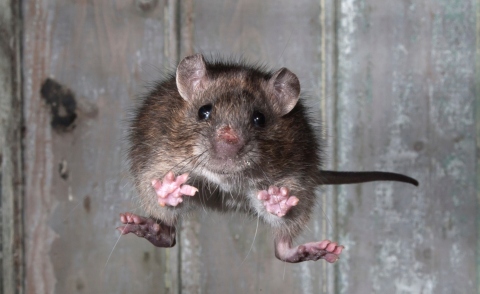 Topo - Inghilterra - 13-03-2013 - Un topo sospeso è il re dei mammiferi