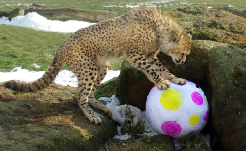 Bedfordshire - 28-03-2013 - Uova di Pasqua alla carne per i ghepardi dello zoo