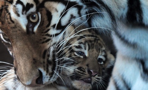 Dominika - Kingussie - 02-07-2013 - Tigri e Scozia: un binomio che non ci si aspetta