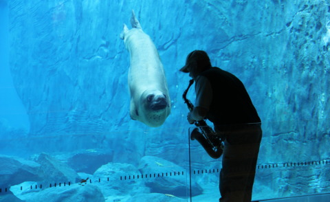 custode Steve - Sydney - 05-07-2013 - Taronga Zoo, risveglio soul per la foca leopardo Casey