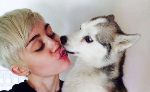 Miley Cyrus - Los Angeles - 02-04-2014 - Miley Cyrus affranta: è morto Floyd il suo cucciolo