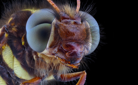 Insetto - Londra - 11-05-2014 - Il mondo microscopico degli insetti come non l'hai mai visto