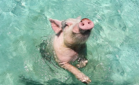 Maiali nuotatori - Exuma - 23-06-2014 - Il paradiso dei maiali esiste e si trova alle Bahamas