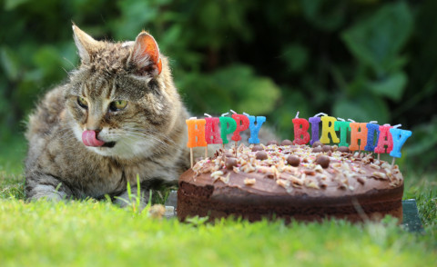 17-07-2014 - Si chiama Pinky e ha 28 anni la gatta più vecchia al mondo