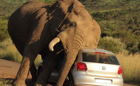 Elefante - Pilanesburg - 26-01-2013 - Pit stop per elefanti: Grattatina, riposino e poi si riparte