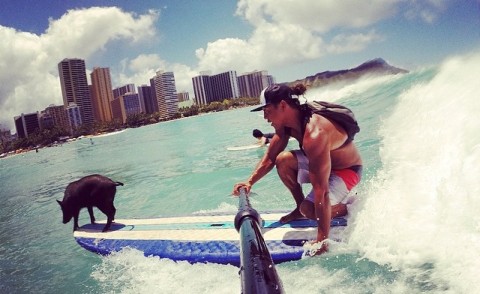 Maialino Kama, Kai Holt - Oahu - 17-09-2014 - Libero tra le onde: è Kama, il maialino surfista