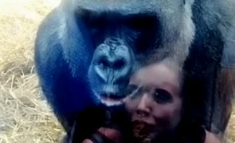 Imogen Williams, Gorilla Kouillo - 17-10-2014 - Il bacio da applauso del gorilla Kouillo