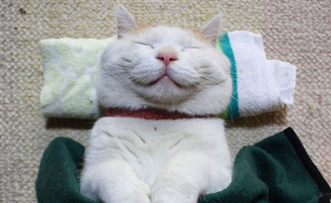 Shironeko il gatto felice - Los Angeles - 18-11-2014 - I gatti più originali del web? Sono loro