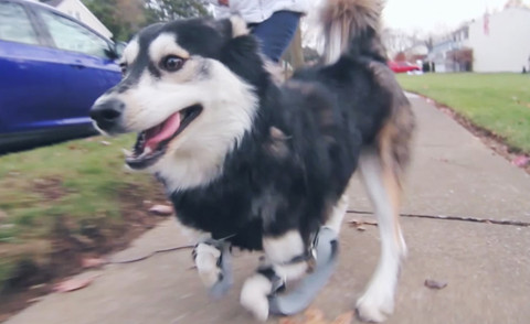 Derby - Los Angeles - 20-12-2014 - Ecco il primo cane che corre con le protesi stampate in 3D