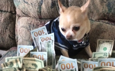I cani più ricchi di Instagram? Eccoli