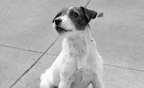 Uggie - Los Angeles - 01-03-2012 - È morto Uggie, il cane star di The Artist