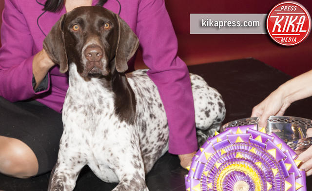 CJ - New York - 17-02-2016 - Westminster Kennel Club Dog, è CJ il cane più bello d'America
