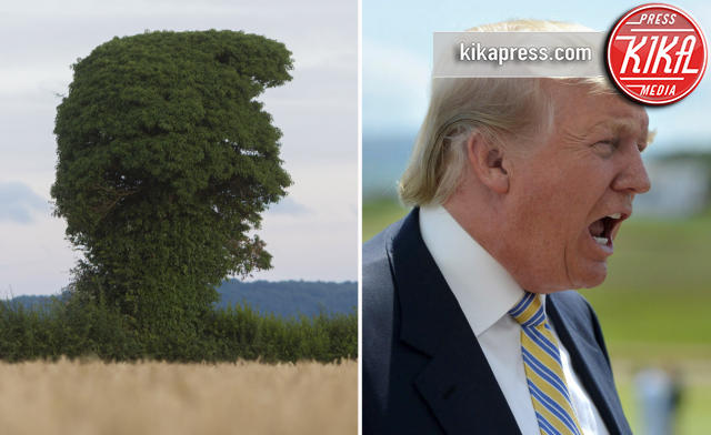 Albero Donald Trump, Donald Trump - Hereford - 28-07-2016 - Donald Trump ha il suo albero-sosia nella campagna inglese