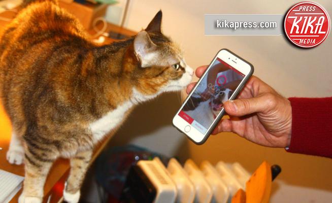 Qareo, Ernestina - gatta - Imperia - 25-07-2008 - Qareo, l'app per ritrovare i gatti smarriti parla italiano