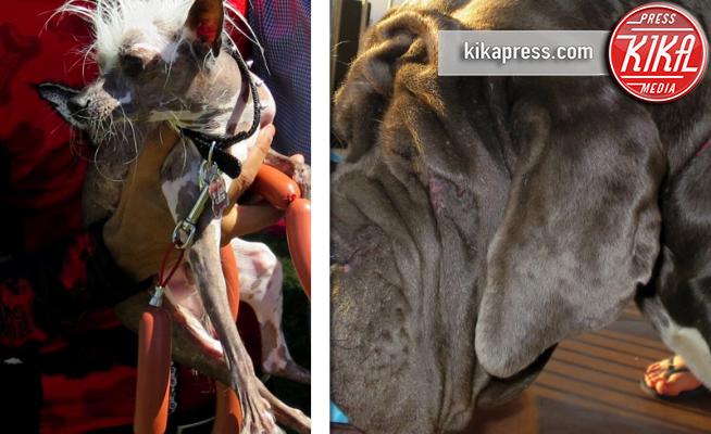 Kerry Sanders, Dane Andrew - Petaluma - 23-06-2017 - World Ugliest Dog 2017: qual è il più brutto secondo voi?