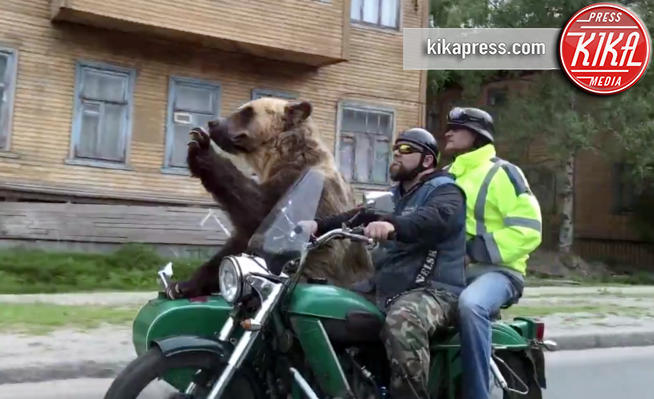 Orso in moto - Russia - 20-07-2017 - Avete mai visto un orso bruno in versione centauro? 