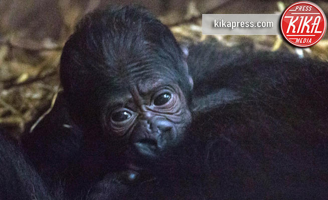 Zoo di Blackpool, Cucciolo di gorilla Miliki - Blackpool - 08-09-2017 - Zoo di Blackpool: in un'area a rischio nasce Miliki