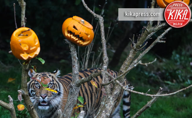 Sumatran tiger - Londra - 26-10-2017 - Boo at the Zoo: anche gli animali festeggiano Halloween