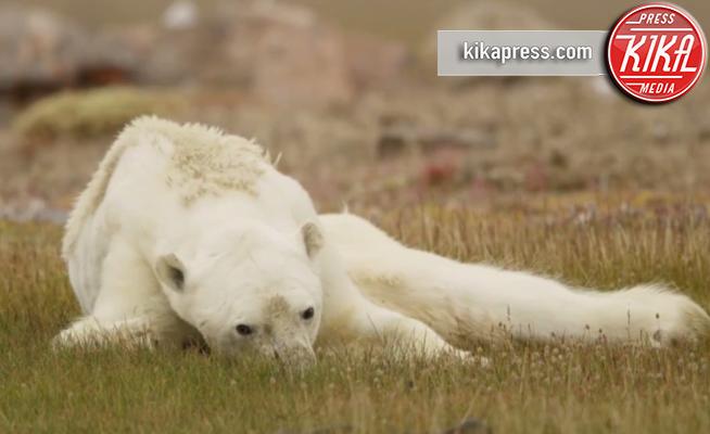 Cambiamento climatico: l'orso polare denutrito commuove il web