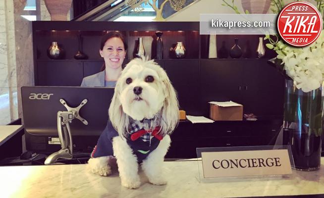 Buster - San Francisco - 11-01-2018 - L'Hotel Nikko, dove a ricevervi troverete un cane