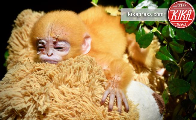 Cucciolo di scimmia - 09-01-2018 - La nuova mamma del cucciolo di scimmia: un orso di peluche 