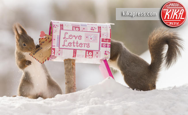 Scoiattoli San Valentino - Svezia - 10-02-2018 - San Valentino: Love is in the air... anche per gli scoiattoli!