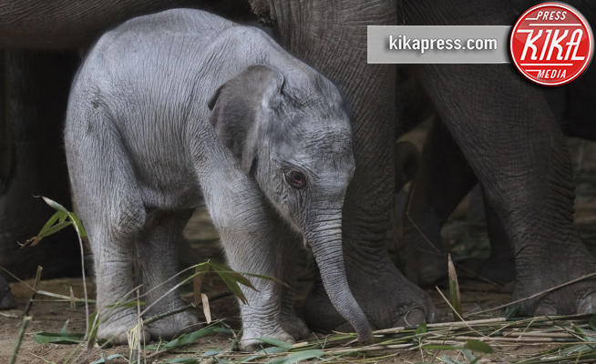 Elefantino Indiano - Dublino - 14-02-2018 - Lo zoo di Dublino festeggia la nascita di un elefantino 