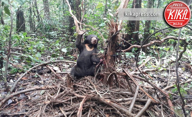 Belia - Borneo - 28-04-2018 - La storia di Belia, l'orsa salvata dai volontari di Four Paws