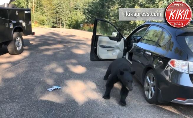 30-07-2018 - In Colorado i ladri d'auto sono gli orsi!