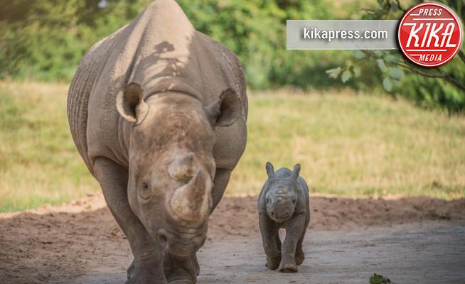 Chester - 10-08-2018 - Nasce un rinoceronte allo zoo di Chester: le foto