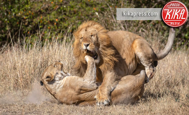 27-10-2018 - Il gancio alla mandibola della leonessa, il Re della foresta ko!