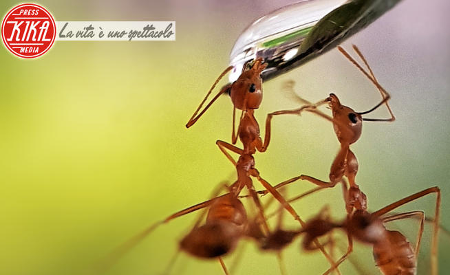 Thirsty ants - 27-10-2018 - Acqua, che meraviglia: le foto più belle 