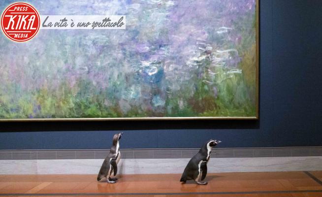 Pinguini al museo - Kansas City - 19-05-2020 - Pinguini al museo: visitatori alternativi durante il lockdown