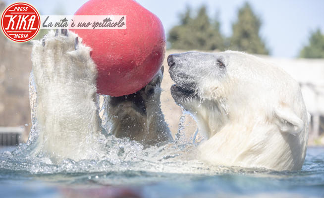 Orso polare - Tallinn - 26-06-2020 - L'orso polare che ama... la pallanuoto!