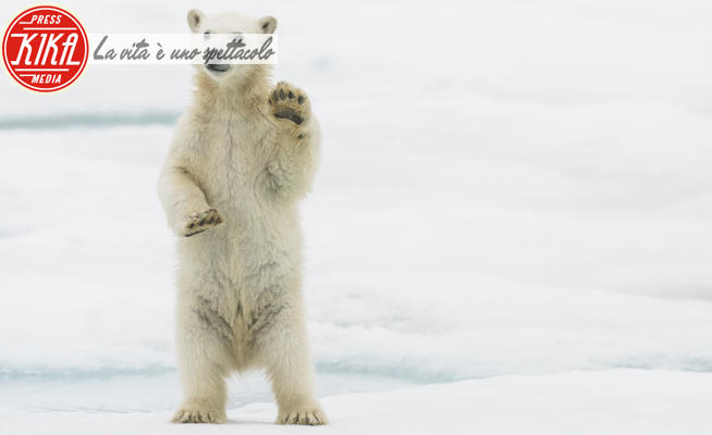 Orso polare - Norvegia - 10-07-2020 - Foto di animali: le più belle della settimana 